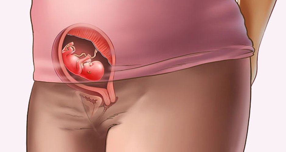 Gebeliğin 12 haftası