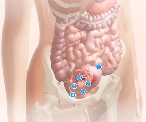 Gebeliğin 14 haftası