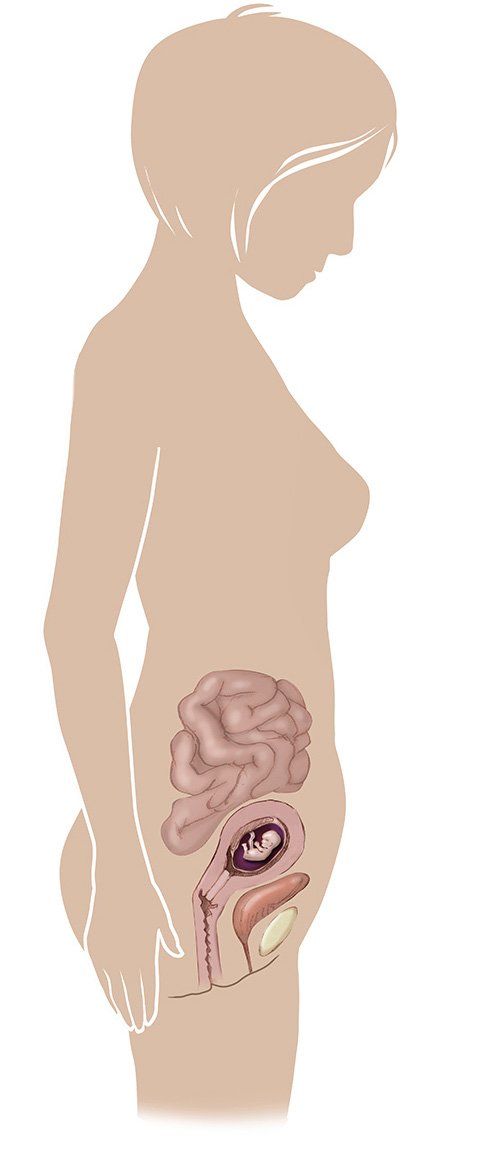 Gebeliğin 9 haftası