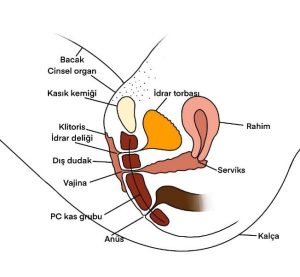 Online Vajinismus Tedavisi Aşamaları Online Vajinismus Tedavisi Aşamaları